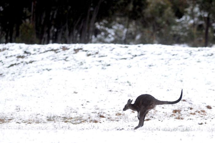 australian winter snow