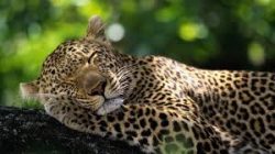 Tips for Better Sleep